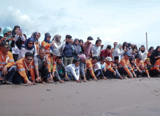 Dukung Keanekaragaman Hayati Laut, Agincourt Resources Siap Lepas 1.000 Tukik  di Pantai Barat Muara Opu, Tapanuli Selatan