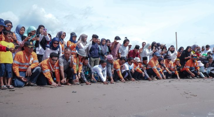 Dukung Keanekaragaman Hayati Laut, Agincourt Resources Siap Lepas 1.000 Tukik  di Pantai Barat Muara Opu, Tapanuli Selatan