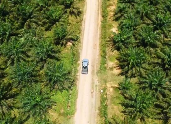 ICDX Bidik Pasar Fisik CPO di Sumut, Ini Potensinya