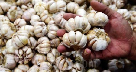 Harga Bawang Putih Mahal, KPPU Kanwil I Akan Panggil Pelaku Usaha