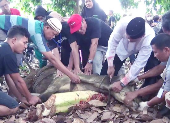 Warga Desa Bandar Labuhan Dusun II Saksikan Pemotongan Hewan Qurban Idul Adha 2024, Kades Hajeman: 49 Ekor Sapi Disembelih Tahun Ini.