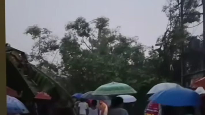 Akibat Hujan Cukup Deras, Pohon Tumbang dan Melukai 1 Orang di Jl.Multatuli