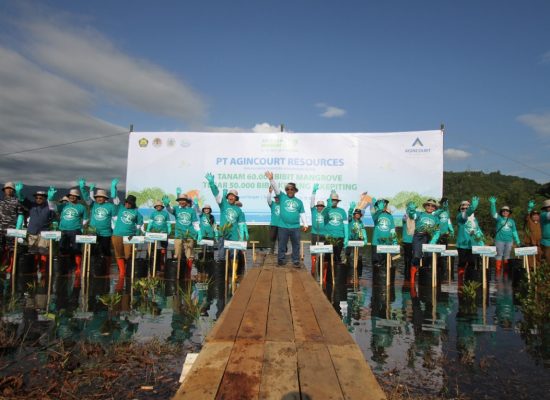 60.000 Mangrove dan 50.000 Bibit Kerang & Kepiting  Agincourt Resources Konsisten Jaga Keseimbangan Alam