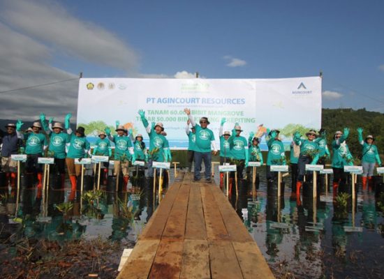 Agincourt Resources Konsisten Jaga Keseimbangan Alam, Tanam 60 Ribu Mangrove dan Tebar 50 Ribu Bibit Kerang dan Kepiting