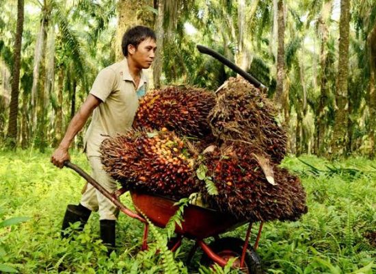 Daya Beli Petani Terjaga Meskipun Sumut Membukukan Deflasi, Petani Perkebunan Paling Sejahtera