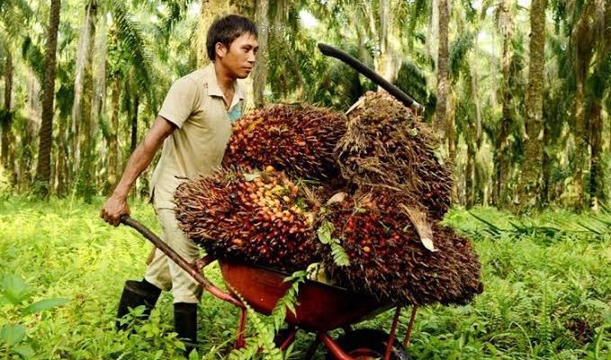 Daya Beli Petani Terjaga Meskipun Sumut Membukukan Deflasi, Petani Perkebunan Paling Sejahtera