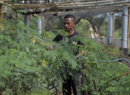 Ubah Lahan Kritis Jadi Produktif, PLN Kembangkan Ekosistem Biomassa Berbasis Pertanian Terpadu