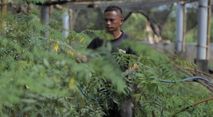 Ubah Lahan Kritis Jadi Produktif, PLN Kembangkan Ekosistem Biomassa Berbasis Pertanian Terpadu