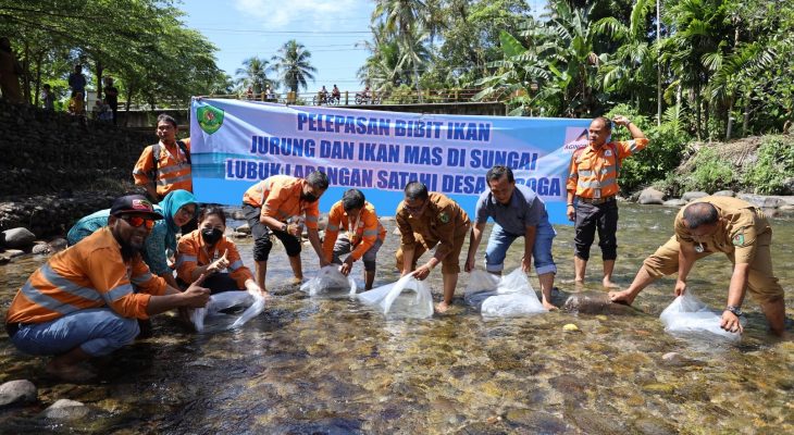 Dorong Ekosistem Perairan Lestari, Agincourt Resources Tebar Puluhan Ribu Bibit Ikan di Lubuk Larangan