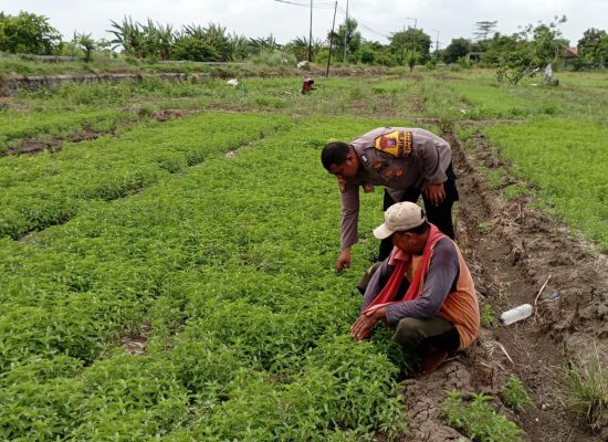 Polsek Tulangan Laksanakan Penanaman Sayur Bersama Petani di Desa Grabangan dalam Rangka Mendukung Asta Cita