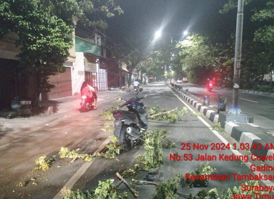 Pohon Tumbang di Jalan Kedung Cowek, Pimpinan Redaksi Media Jadi Korban, DLH Surabaya Bungkam