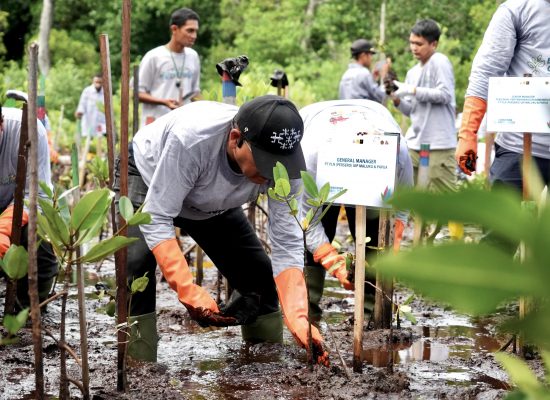 Momentun Hari Menanam Pohon Indonesia, PLN Gelar Program Energizing Green Spaces di Jayapura