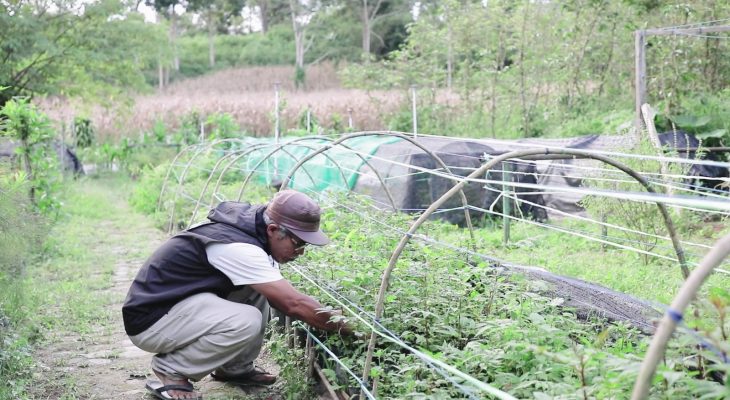 Dukung Peningkatan Produktivitas Petani, PLN UID Sumut  salurkan bantuan melalui Program Electrifying Agriculture