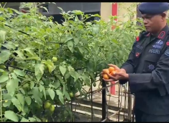 Brimob Polda Sumut Produktif Kelola Lahan Untuk Ketahanan Pangan