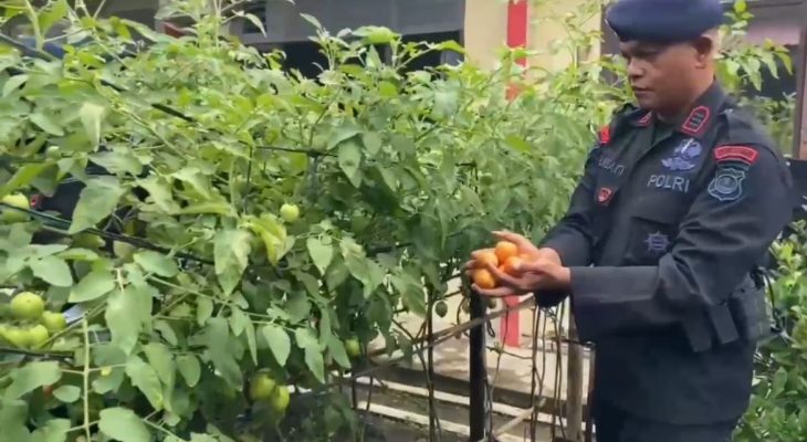 Brimob Polda Sumut Produktif Kelola Lahan Untuk Ketahanan Pangan