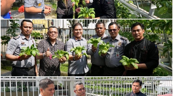 Karutan Kelas I Medan Panen Sawi Hidroponik Bersama GM Hotel Grand Mercure