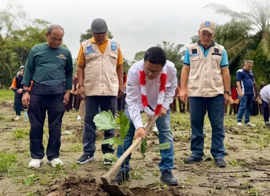 Bank Sumut Gelar Gerakan Tanam Aren 2.500 Bibit Pohon Di Pesantren Tarbiyah Islamiyah Amrullah Akbar