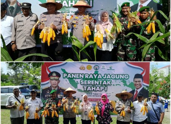 Dukung Ketahanan Pangan, Gugus Tugas Polri Panen Jagung Serentak Tahap I Di Wilayah Polsek Medan Tuntungan Polrestabes Medan