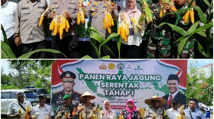Dukung Ketahanan Pangan, Gugus Tugas Polri Panen Jagung Serentak Tahap I Di Wilayah Polsek Medan Tuntungan Polrestabes Medan