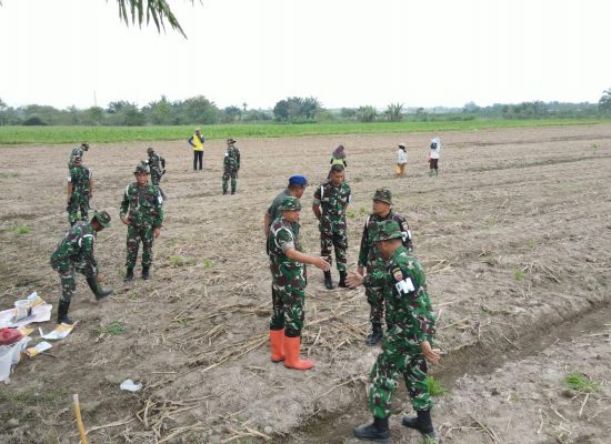 Program Ketahanan Pangan, Denpom 1/5 Gelar Penanaman Bibit Jagung di Binjai Timur