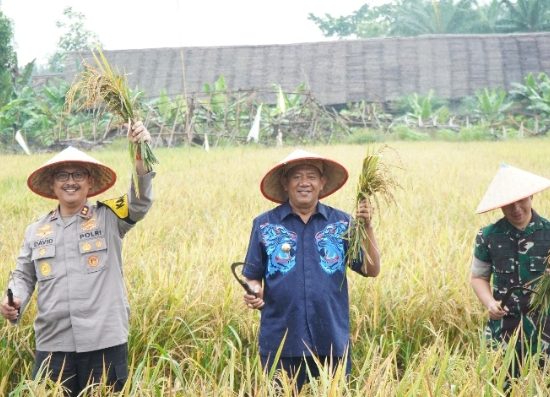 Wujudkan Program Swasembada Pangan Presiden Prabowo,Syah Afandin Ikuti Panen Raya Serentak