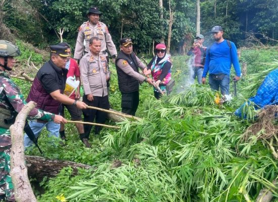 Kapolres Aceh Besar Pimpin Langsung Musnahkan Ladang Ganja di Pegunungan Lamteuba Seulimeum