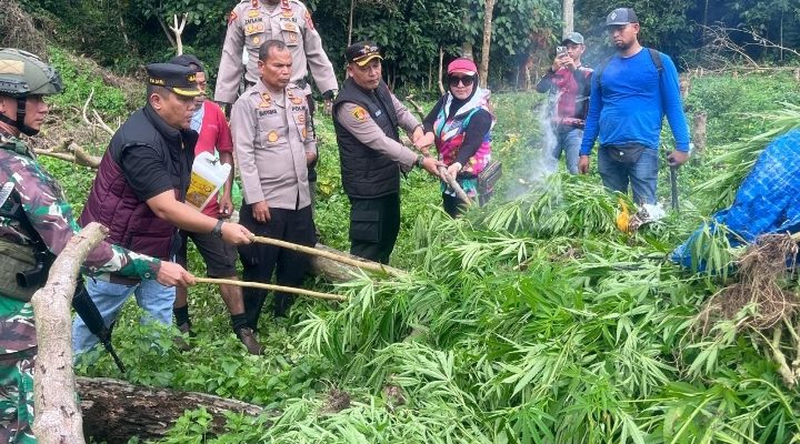 Kapolres Aceh Besar Pimpin Langsung Musnahkan Ladang Ganja di Pegunungan Lamteuba Seulimeum