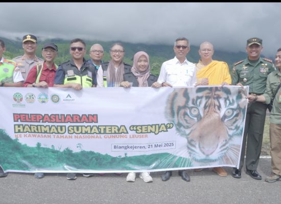 Turunkan Helikopter, Agincourt Resources Dukung Pelepasliaran Harimau Sumatra “Senja” ke TNGL Sukses
