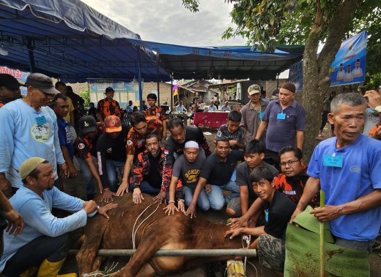 Rommy Van Boy Sumbang 1 Ekor Sapi Kurban di Sari Rejo