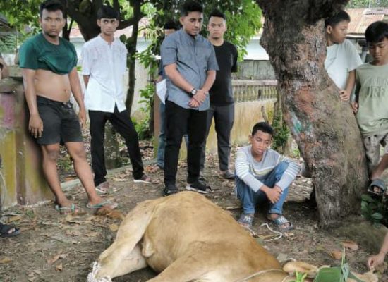 Tahun Pertama Pimpin BPC HIPMI Tebing Tinggi, Muaz Hawary Laksanakan Qurban 6 Ekor Lembu