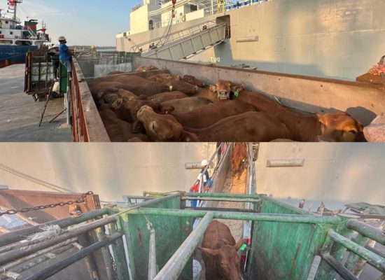 Komitmen Layanan Livestock Pelindo Multi Terminal Kawal Ketahanan Pangan Nasional