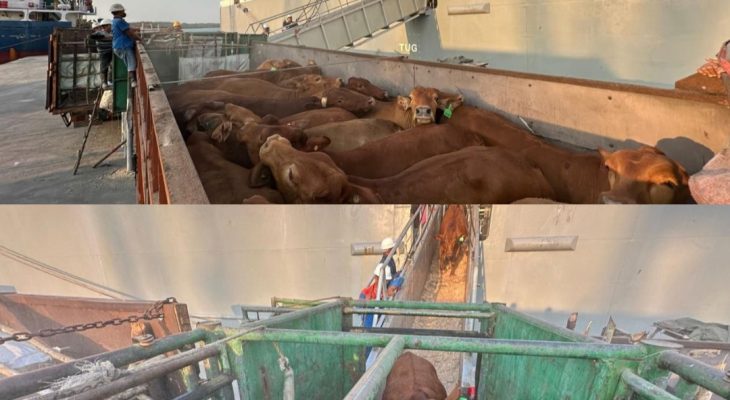 Komitmen Layanan Livestock Pelindo Multi Terminal Kawal Ketahanan Pangan Nasional