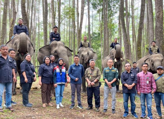 Pertamina Patra Niaga Dukung Konservasi Gajah Sumatera di Aek Nauli, Simalungun