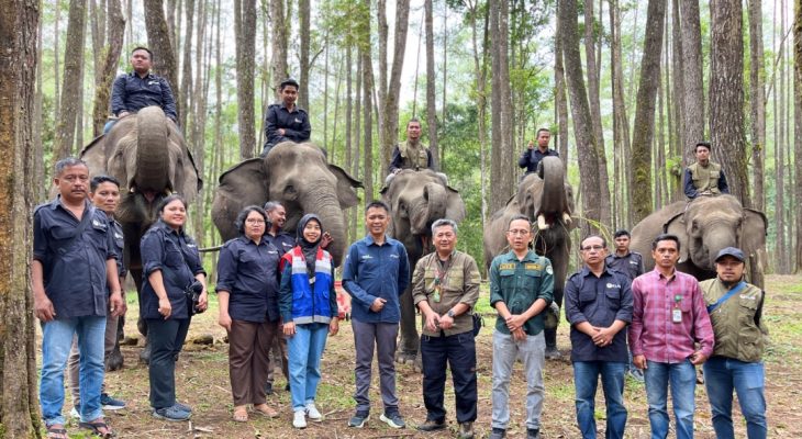Pertamina Patra Niaga Dukung Konservasi Gajah Sumatera di Aek Nauli, Simalungun