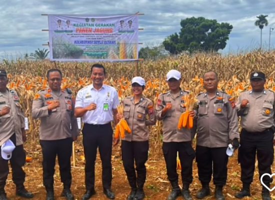 Kapolsek Medan Tuntungan Hadiri Panen Jagung Bersama Kelompok Tani Pembangunan