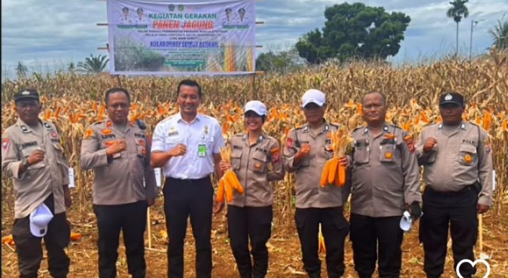 Kapolsek Medan Tuntungan Hadiri Panen Jagung Bersama Kelompok Tani Pembangunan