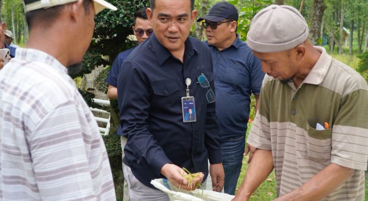 BULOG Sumut Serap 3 Ton Gabah Kering Panen Petani Langkat