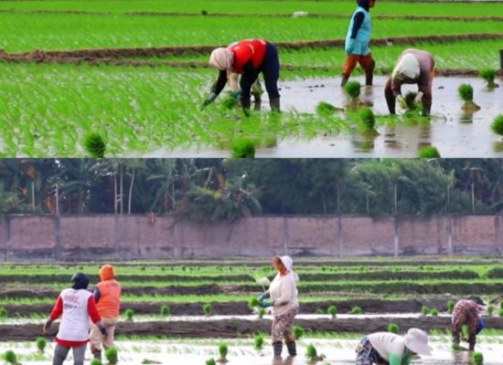Program P3-TGAI Tak Hanya Bangun Saluran Irigasi, tapi Juga Harapan Petani