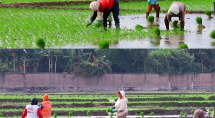 Program P3-TGAI Tak Hanya Bangun Saluran Irigasi, tapi Juga Harapan Petani