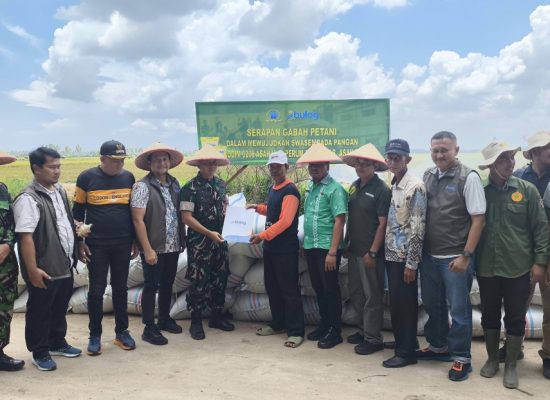 Bulog Asahan Serap 20 Ton Gabah Petani Batu Bara, Jaga Harga dan Ketahanan Pangan