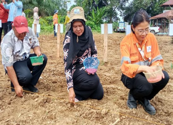 PT Agincourt Resources Luncurkan Program “Martabe Chicken Farm” Dorong Kemandirian Pangan Petani Tapanuli Selatan