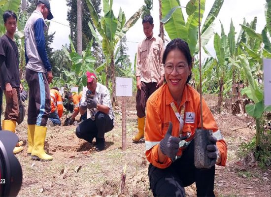 Program “Martabe Cocoa” Hidupkan Kembali Komoditas Kakao Unggulan Tapsel