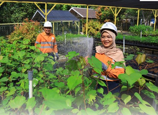 Tambang Emas Martabe Perkuat Komitmen Penghijauan Lewat Pembibitan Ribuan Tanaman Setiap Bulan