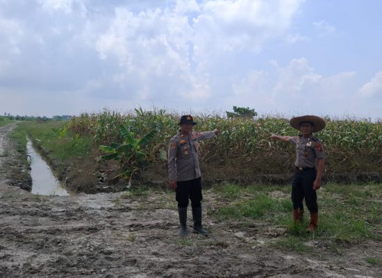 Polres Tanjung Balai Tinjau Lahan Jagung Binaan untuk Persiapan Panen Raya Kuartal IV