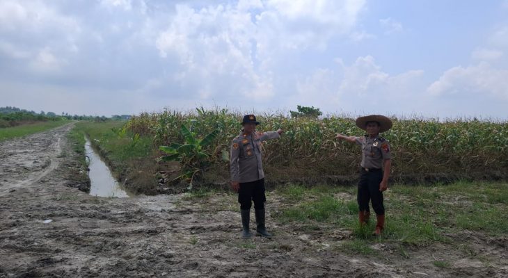 Polres Tanjung Balai Tinjau Lahan Jagung Binaan untuk Persiapan Panen Raya Kuartal IV