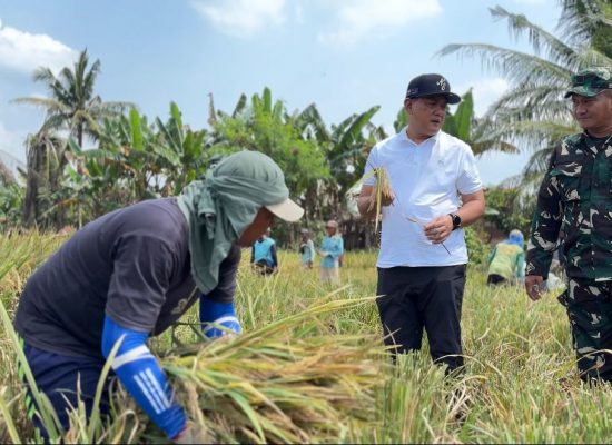 BULOG Mulai Serap Gabah Petani Sumut, Target 62.718 Ton GKP Tahun 2026