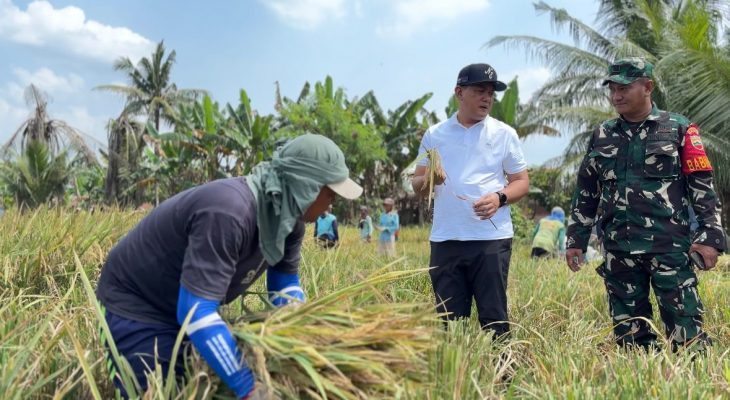 BULOG Mulai Serap Gabah Petani Sumut, Target 62.718 Ton GKP Tahun 2026