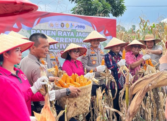 Polri Gelar Panen Raya Jagung Serentak di 36 Wilayah, Produksi Capai 743.522 Ton