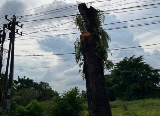 Penebangan Pohon Mahoni di Medan Tuai Sorotan, Praktisi Hukum Ingatkan Ancaman Sanksi Pidana