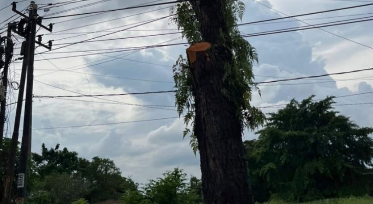 Penebangan Pohon Mahoni di Medan Tuai Sorotan, Praktisi Hukum Ingatkan Ancaman Sanksi Pidana